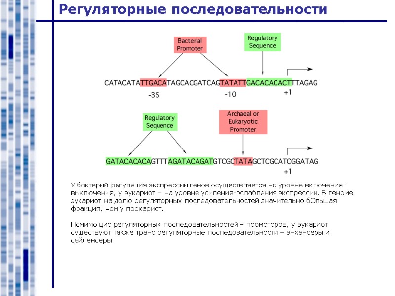 Регуляторные последовательности У бактерий регуляция экспрессии генов осуществляется на уровне включения-выключения, у эукариот –